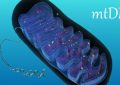 Mitochondrial-DNA