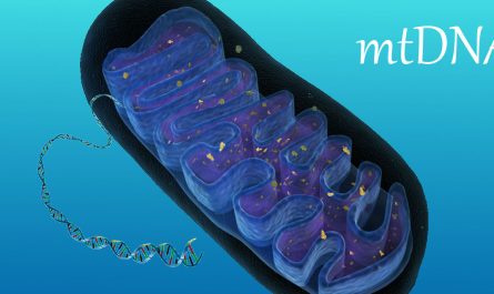 Mitochondrial-DNA