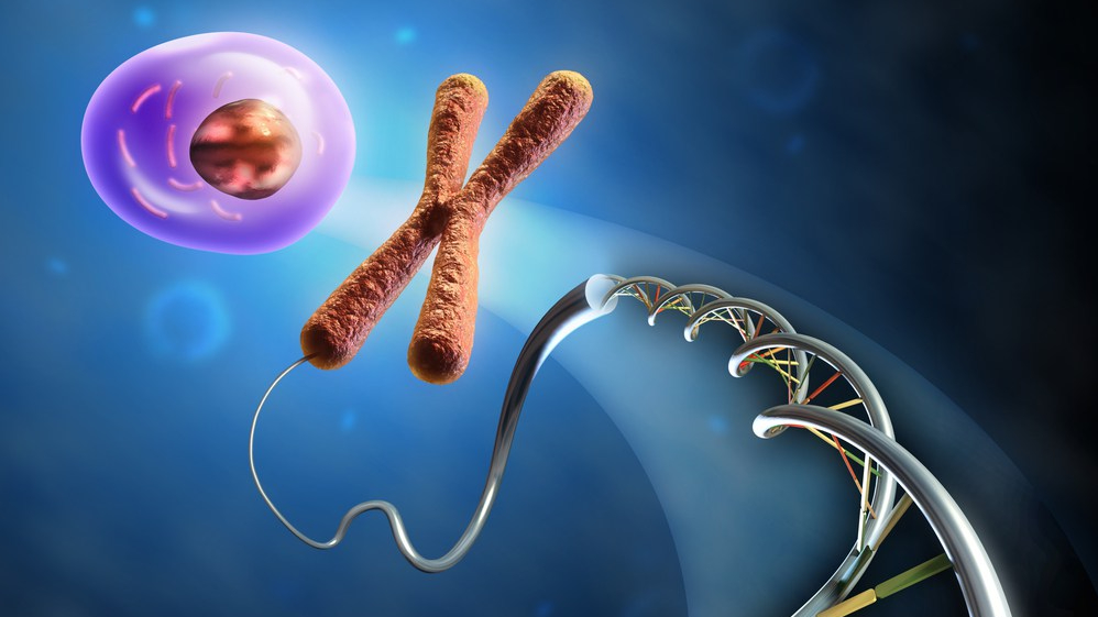 DNA-Chromosome