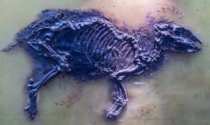 The Problem of Modern Contamination at Fossil Sites